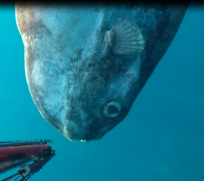 Capture.PNGpoisson lune mort.PNG