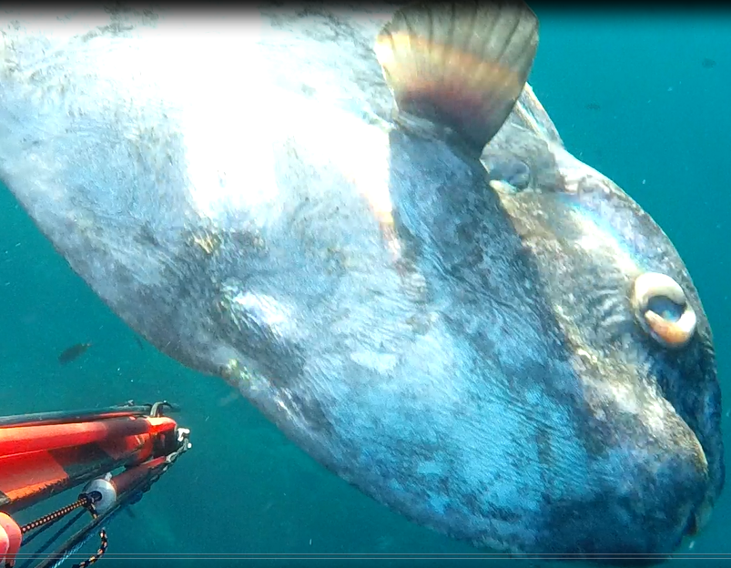 poisson lune.PNG