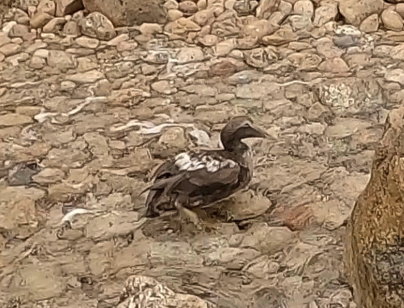 oiseau.jpg
