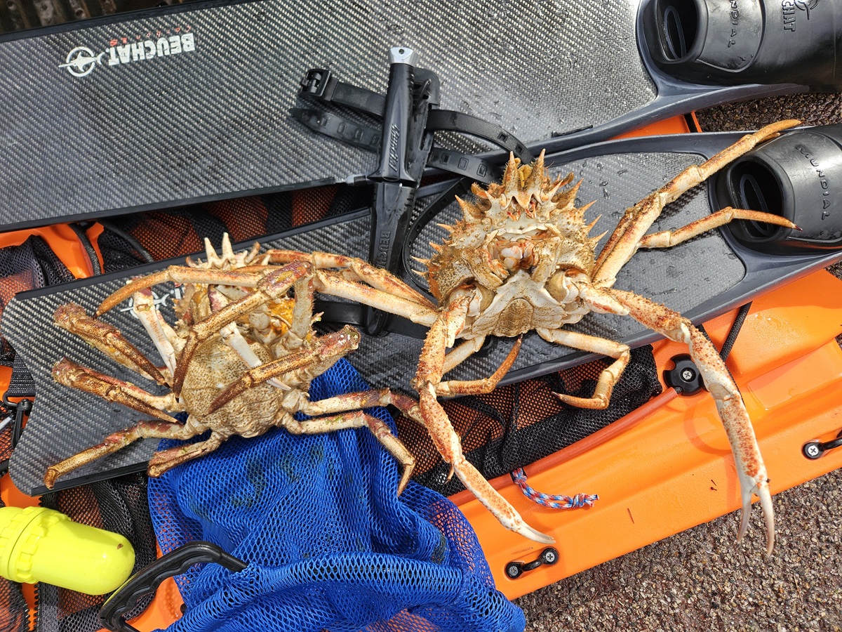 facehuggers.jpg
