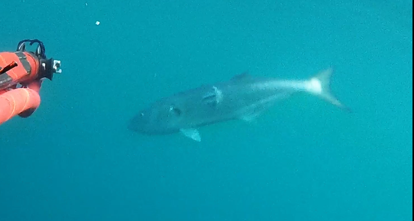 Capture.PNGtassargale du 11.05.25.PNG