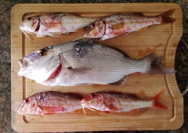 peche fructueuse.JPG
