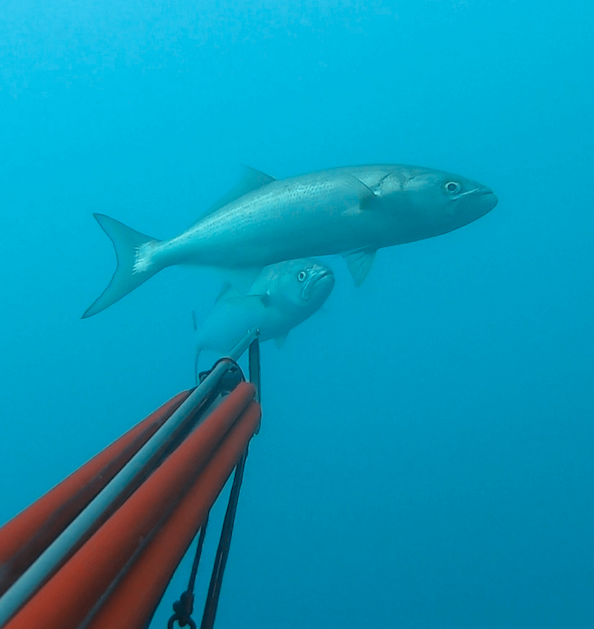 bluefish_curieux_.png