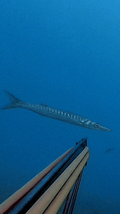 barra_ficelle_.gif