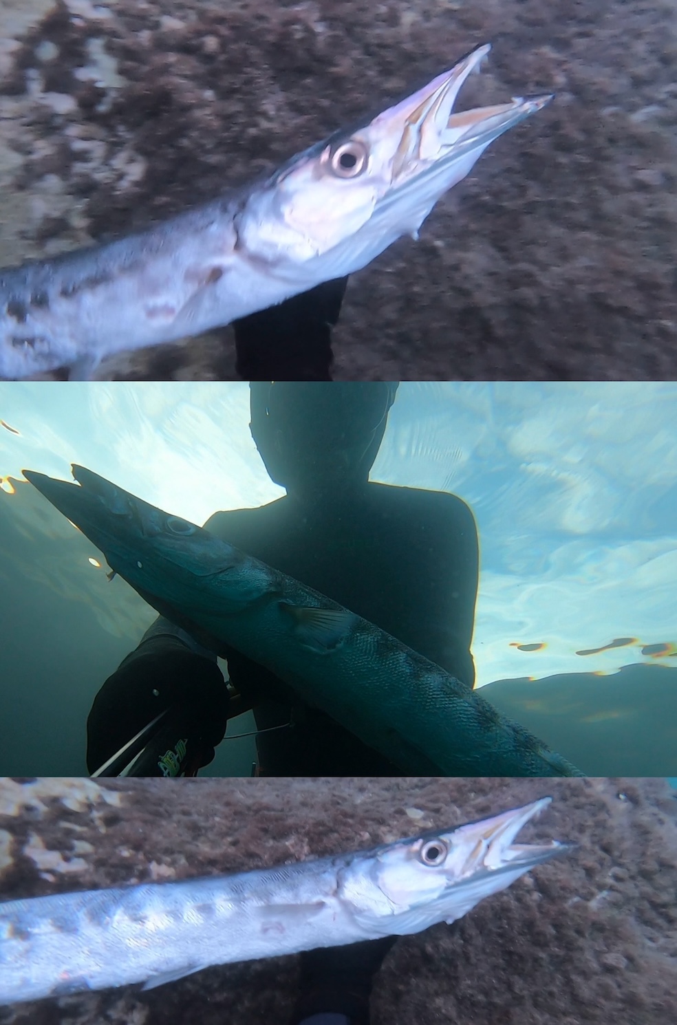 morning_barracuda_.jpg