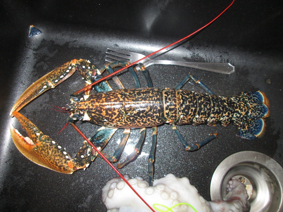 homard 31012016.jpg