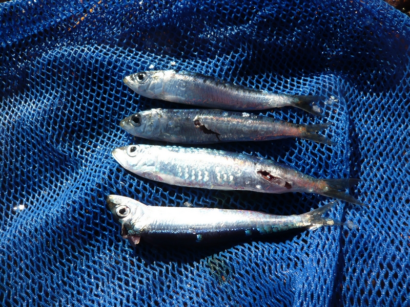 sardine.JPG