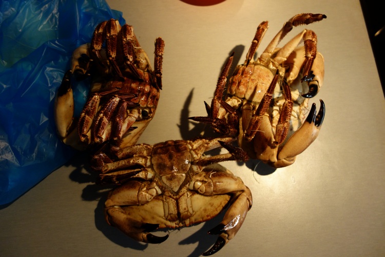 crabes.JPG