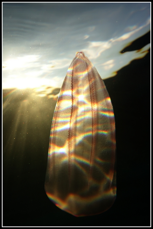 Beroe forskalii1.JPG