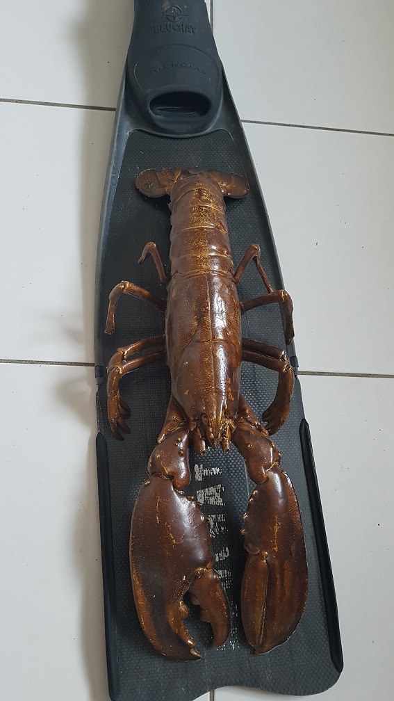 homard.jpg