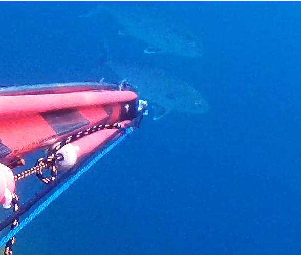 Capture.PNGlimon du 11.05.25.PNG