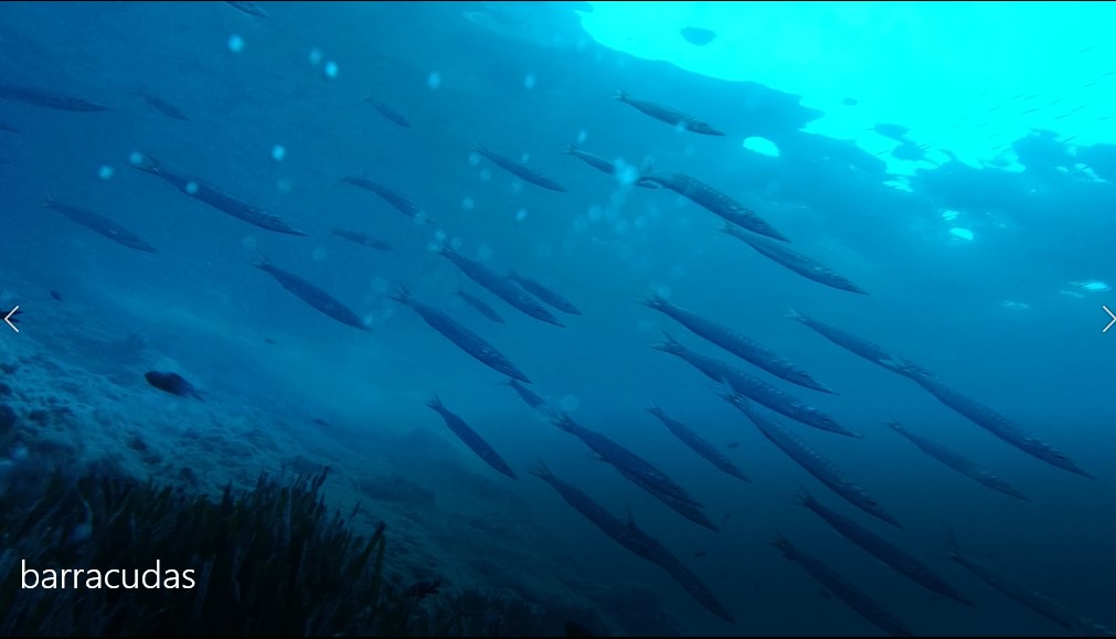 barracudas.jpg