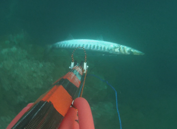 Capture d’écran 2026-04-11 110709BARRACUDA du11.04.26.png