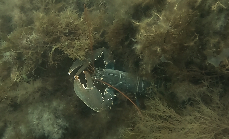 homard3comp.jpg