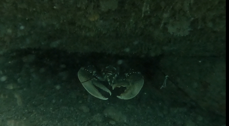 homard groscomp.jpg