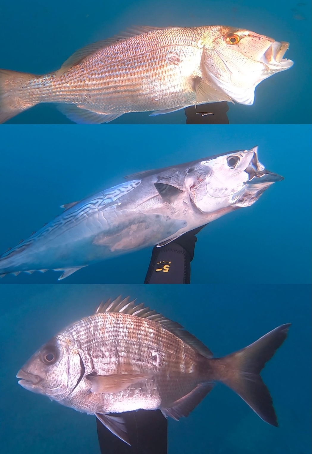 denti_thonine_sar_.jpg