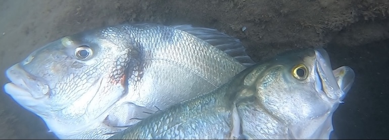 duo_dodo_tass_.jpg