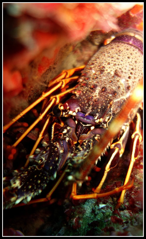 langouste.jpg