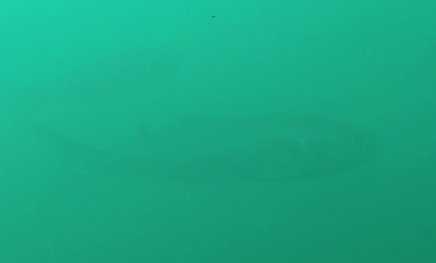 Capture d’écran 2016-03-28 à 19.56.22.jpg