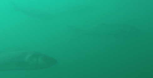 Capture d’écran 2016-03-28 à 19.57.11.jpg
