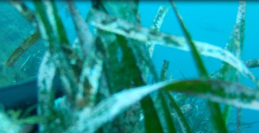 péla déjà loin.JPG