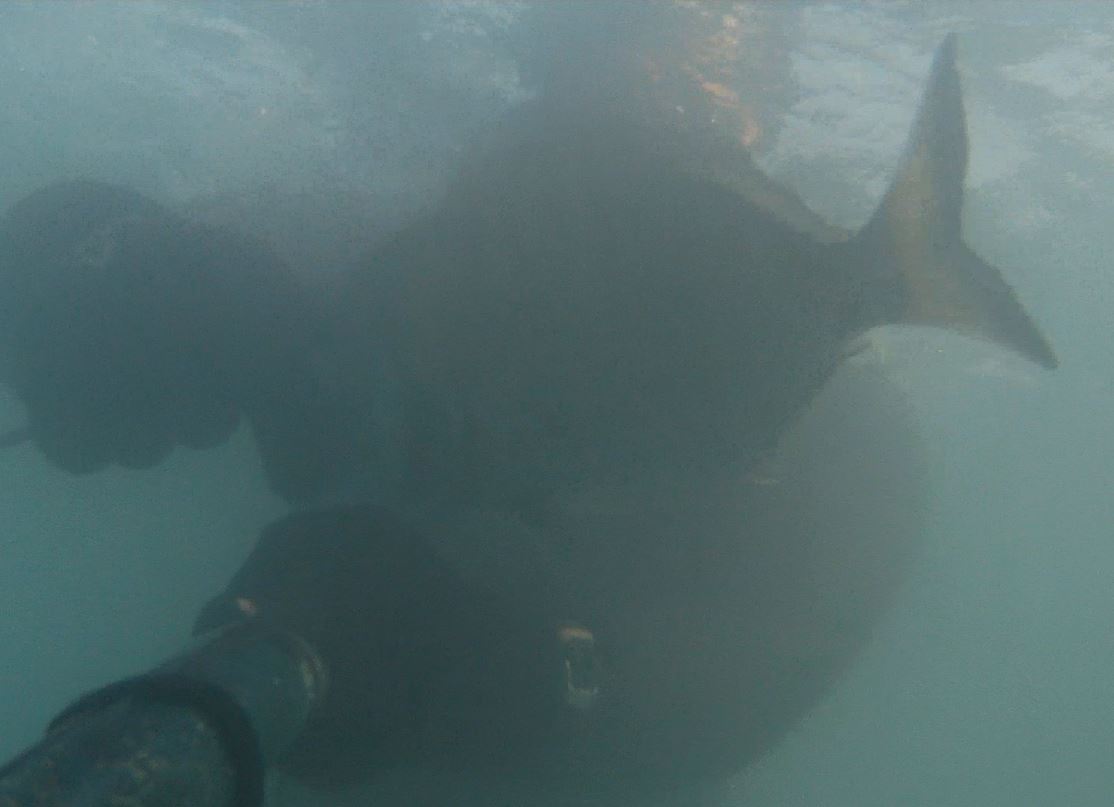 sar 1.200.JPG