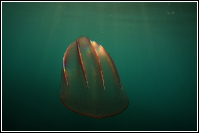 Beroe forskalii2.JPG